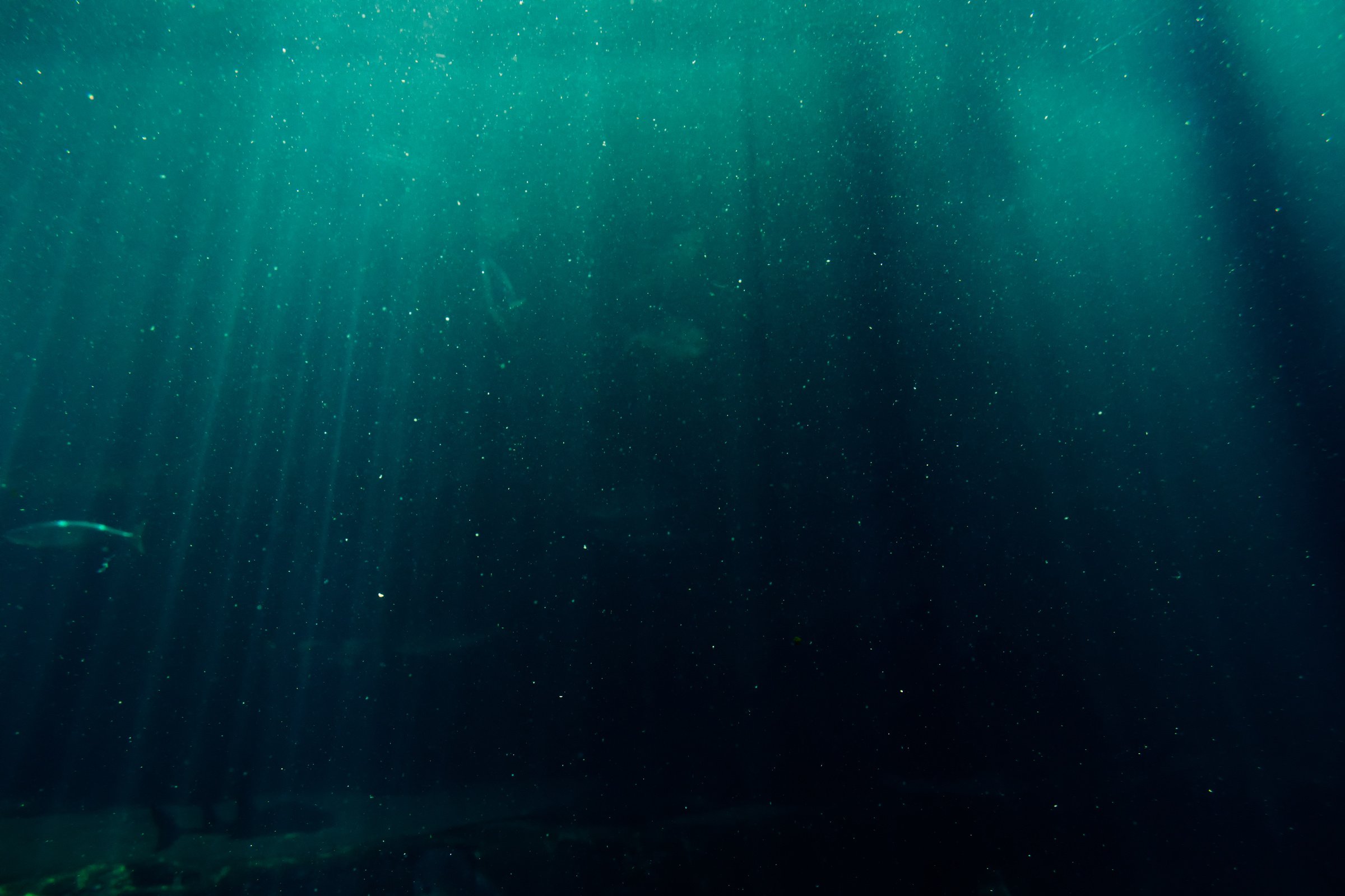 Underwater Photography of Deep Sea 